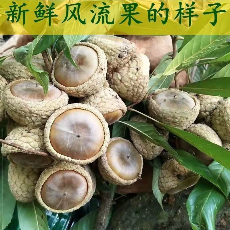 Origin and Supply of Stone Fruit, Street Stall Products, Fengliu Fruit in Stock, Guantouzi Soup and Wine, Wine Ingredients Wholesale