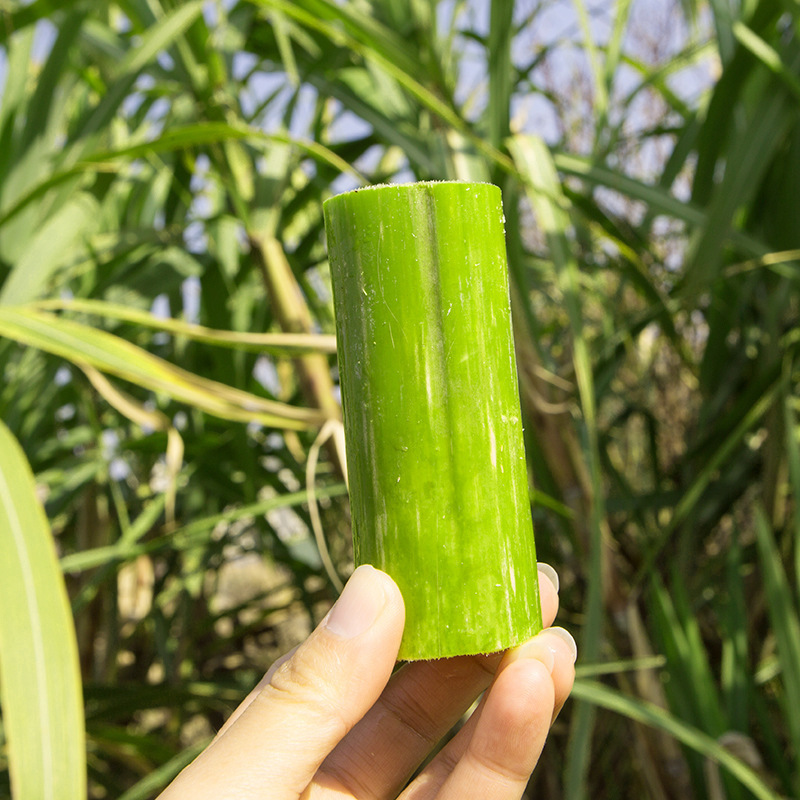 Taoshan Sugar Cane, Fresh Sugar Cane, Sweet and Delicious Green-Skinned Taoshan Sugar Cane, 2.5kg Sf Juice-Rich Fruit Sugar Cane