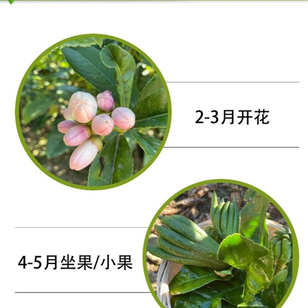 Fresh Bergamot Fruit Edible Milk Tea Shop with Branches of Golden Bergamot Hydroponic Ornamental for Buddha Chinese Medicine Bergamot Dried Slices