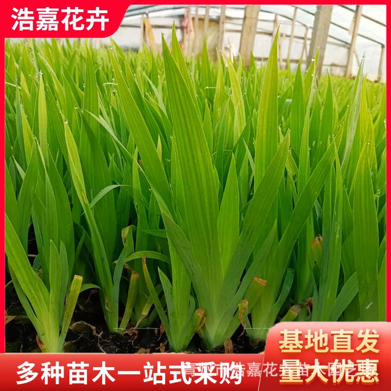 Aquatic Orchid Iris Aquatic Greening Seedlings Evergreen Flower Project May Day Rental Aquatic Banana Potted Plants