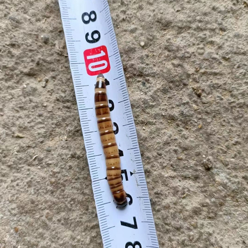 Barley Worm Live Protein Worm Arowana Painted Bird Food Yellow Powder Turtle Pet Lizard Earthworm Spider 1 Catties 500g