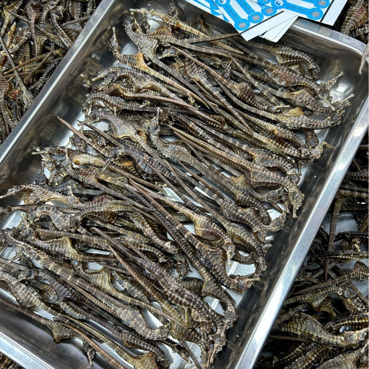 Стабильные поставки чистых водяных морских коньков, китайская трава, оптовая продажа, аккуратные и полные, натуральный цвет, отправка партиями, питательные и предпочтительные