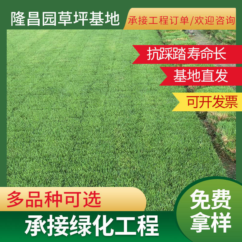 Real Turf with Soil, Four-Season Green Lawn, House Garden Courtyard with Soil, Greening, Manila Lawn