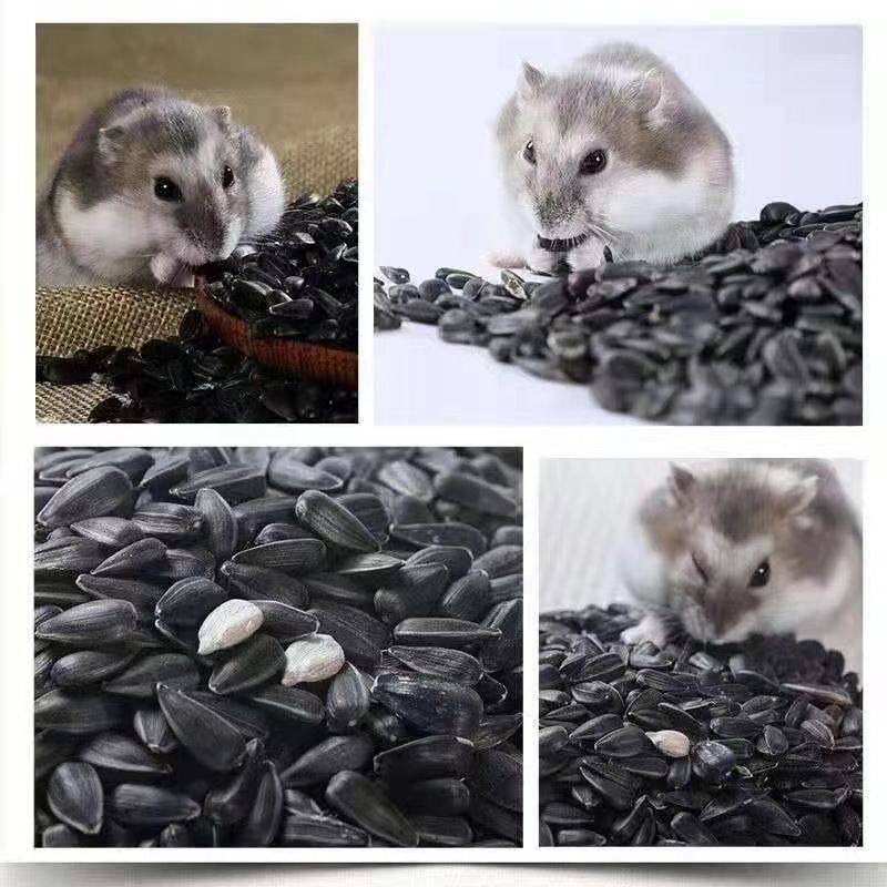 Seasonal new raw oil sunflower seed melon seed bird food hamster raw material black melon seed sunflower seed raw material bulk wholesale