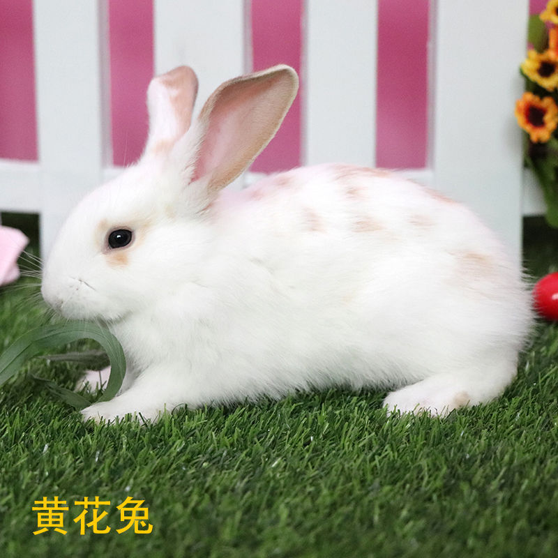 Yuanxi Little Rabbit Live White Rabbit Live Panda Rabbit Princess Rabbit Meat Rabbit Rabbit Princess Rabbit Wholesale Chengdu