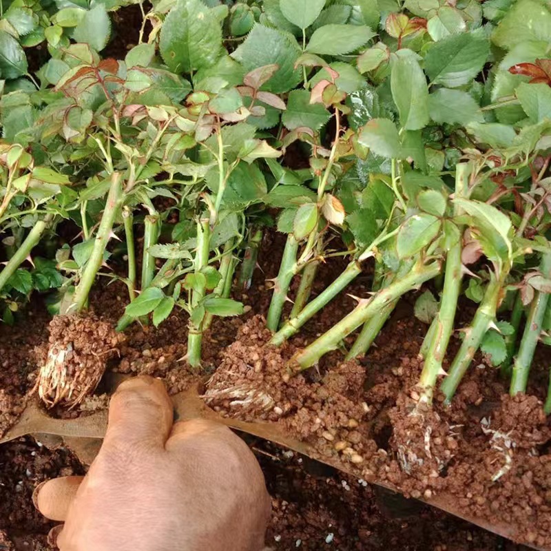 Rose Seedling Base Straight-Haired Four-Season Flowering Rose Potted Florals Outdoor Cold-Resistant and Drought-Resistant Courtyard Rose Seedlings