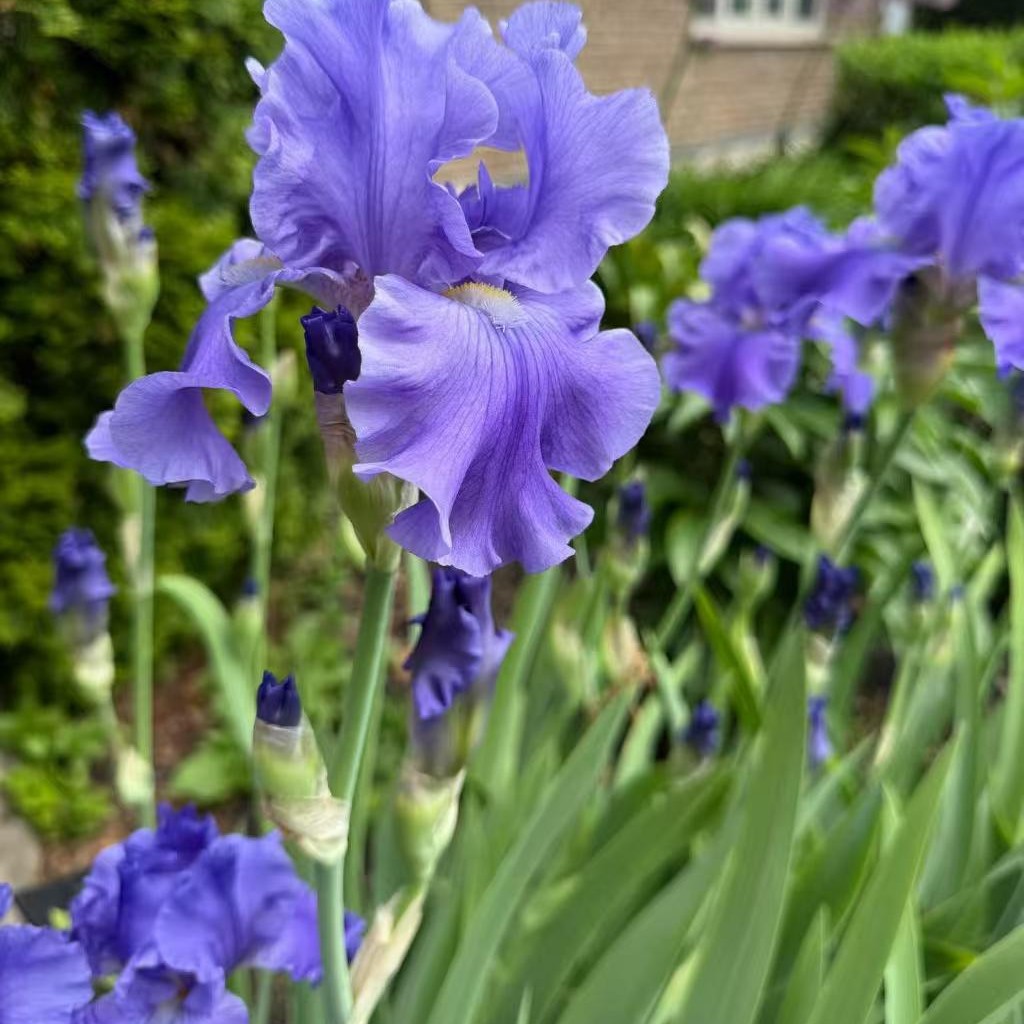 Golden Baby Daylily Flower Seedlings, Iris Seedlings, Butterfly Orchid Seedlings, Easy to Grow and Live in All Seasons, Courtyard Landscape Golden Baby Seedlings