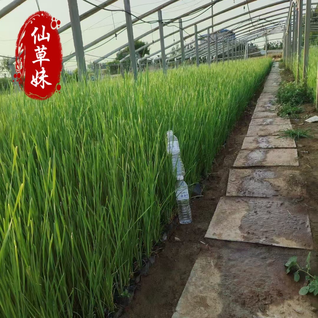 Floating Water Plant Fragrant Cattail Seedlings, Water Candles, Cattails, Calamus, Cattail Sticks, Pond Wetland Park Aquatic Plant Greening
