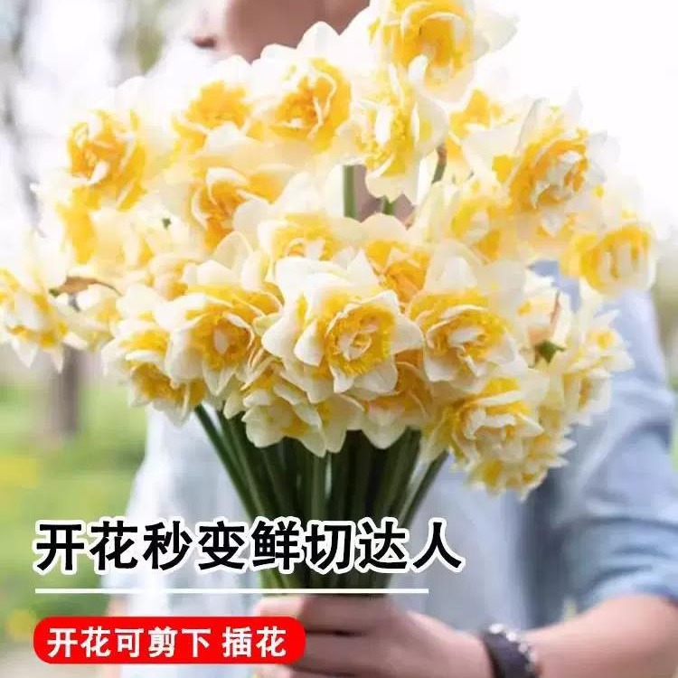 Hyacinth Bulbs Hydroponic Potted Flowers Green Plants Narcissus Soil Cultivation Annual Flowering Narcissus Double-Flowered Narcissus