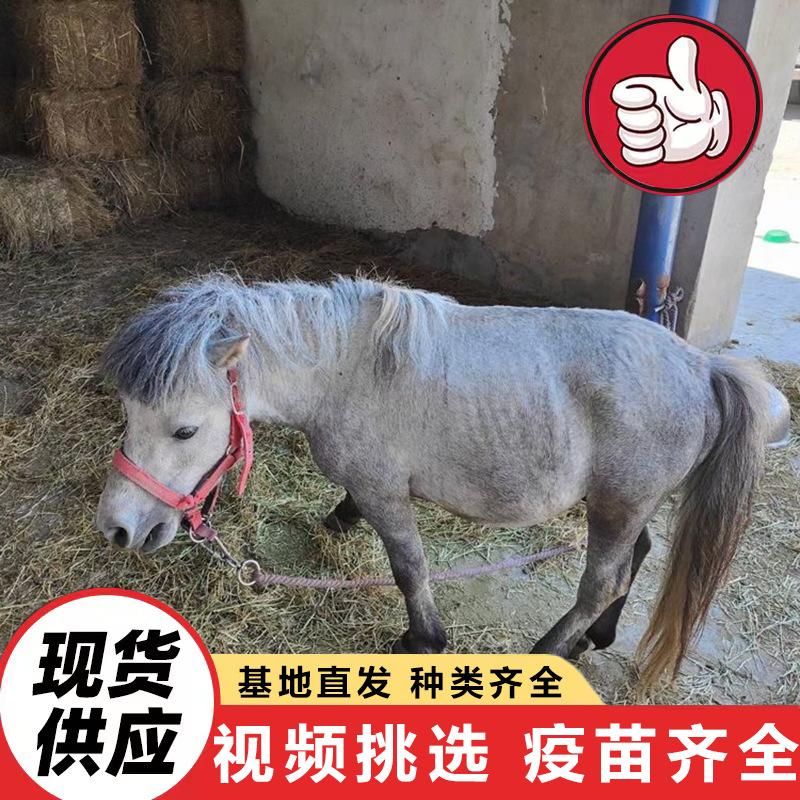 Purebred Dwarf Horses for Sale in Farms, Pony Prices for Kidsren to Ride On, Mini Dwarf Horses for Viewing and Interaction in Scenic Spots