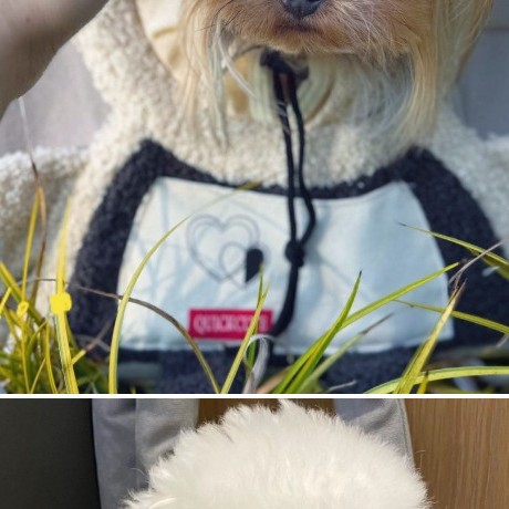 Dog Canvas Bag Backpack Exposed Large Capacity Portable Cat Breathable Pet Outing Portable Shoulder Small