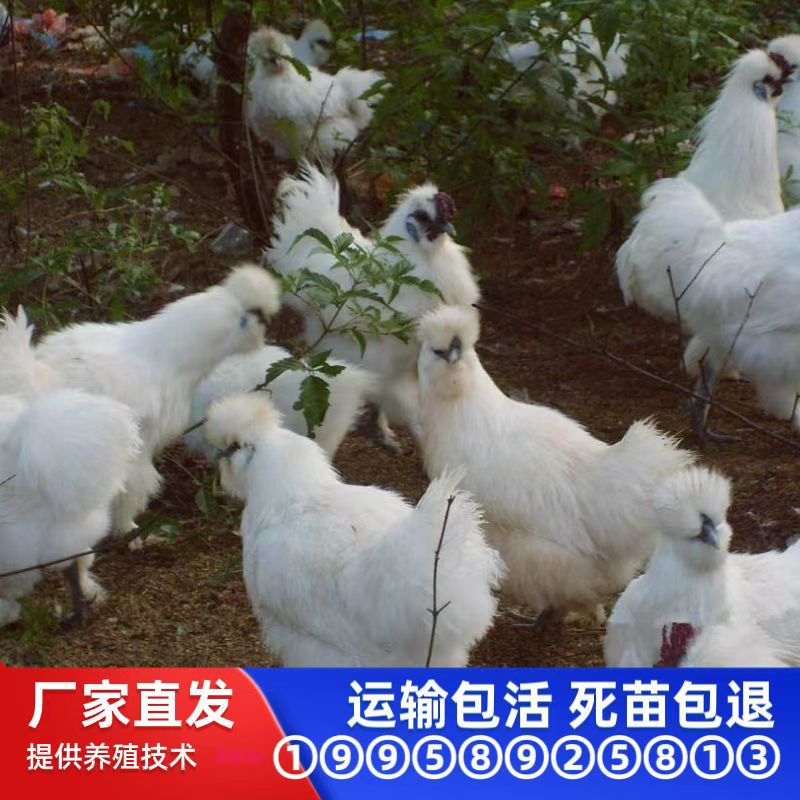 Оптовая продажа однодневных цыплят черной кости Тайхэ, смешанные цыплята, цыплята с шелковыми перьями