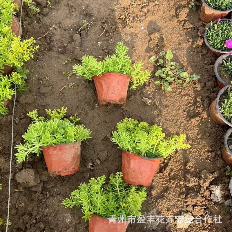 Buddha's Grass Wholesale Gold Leaf Buddha's Grass Green Leaf Buddha's Grass Gold Strip Ground Cover Landscaping Cup Potted Perennial Florals