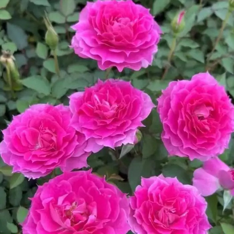 Shrubs, Rose Flowers, Courtyard Balcony Potted Plants, Four-Season Blooming Rose Seedlings, Can Be Mixed with Other Flowers