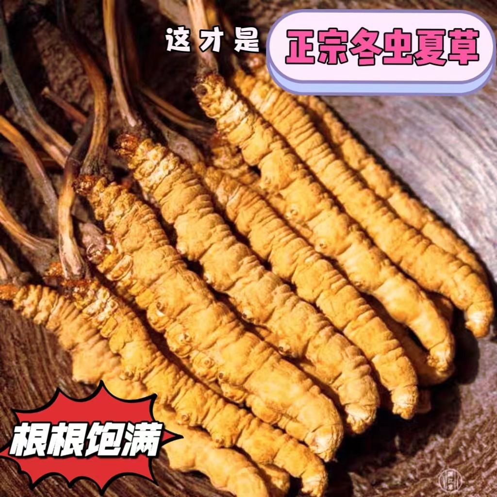 Authentic Cordyceps Sinensis, 2 Pieces Per Gram, Premium Dried Cordyceps from Nagqu, Xizang, Wholesale and Distribution from the Source Manufacturer Nationwide
