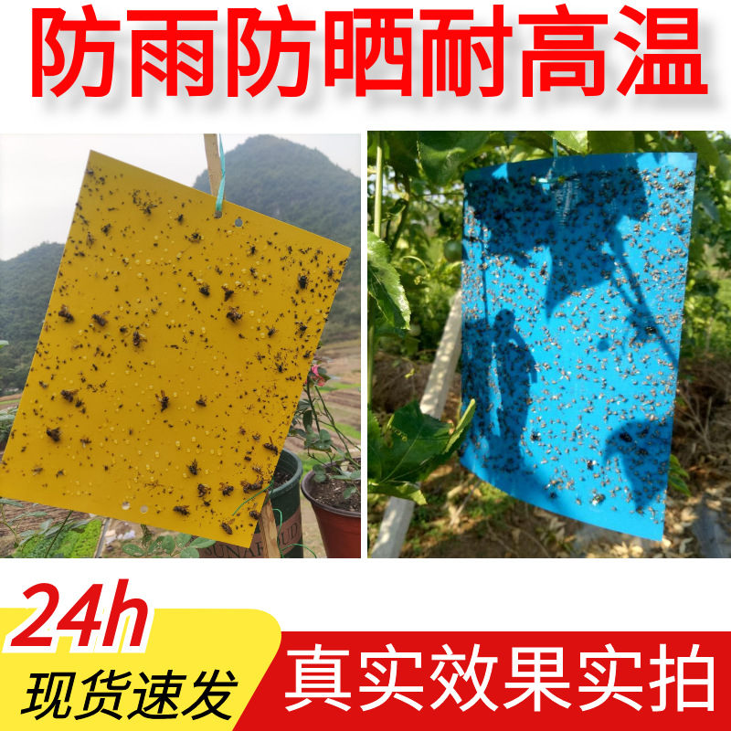 Double-sided Sticky Insect Board Insect Trap Board Greenhouse Yellow Board Blue Garden Sticky Insect Paste Fruit Tree Insect-proof Board Degradable Adhesive