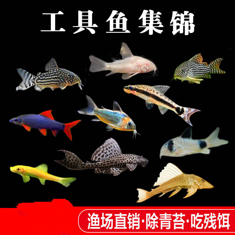Mouse Fish Cleaner Algae Remover Special-Shaped Tool Fish Cleaner Fish Excrement Bottom Fish Small Freshwater Tropical Fish Wholesale