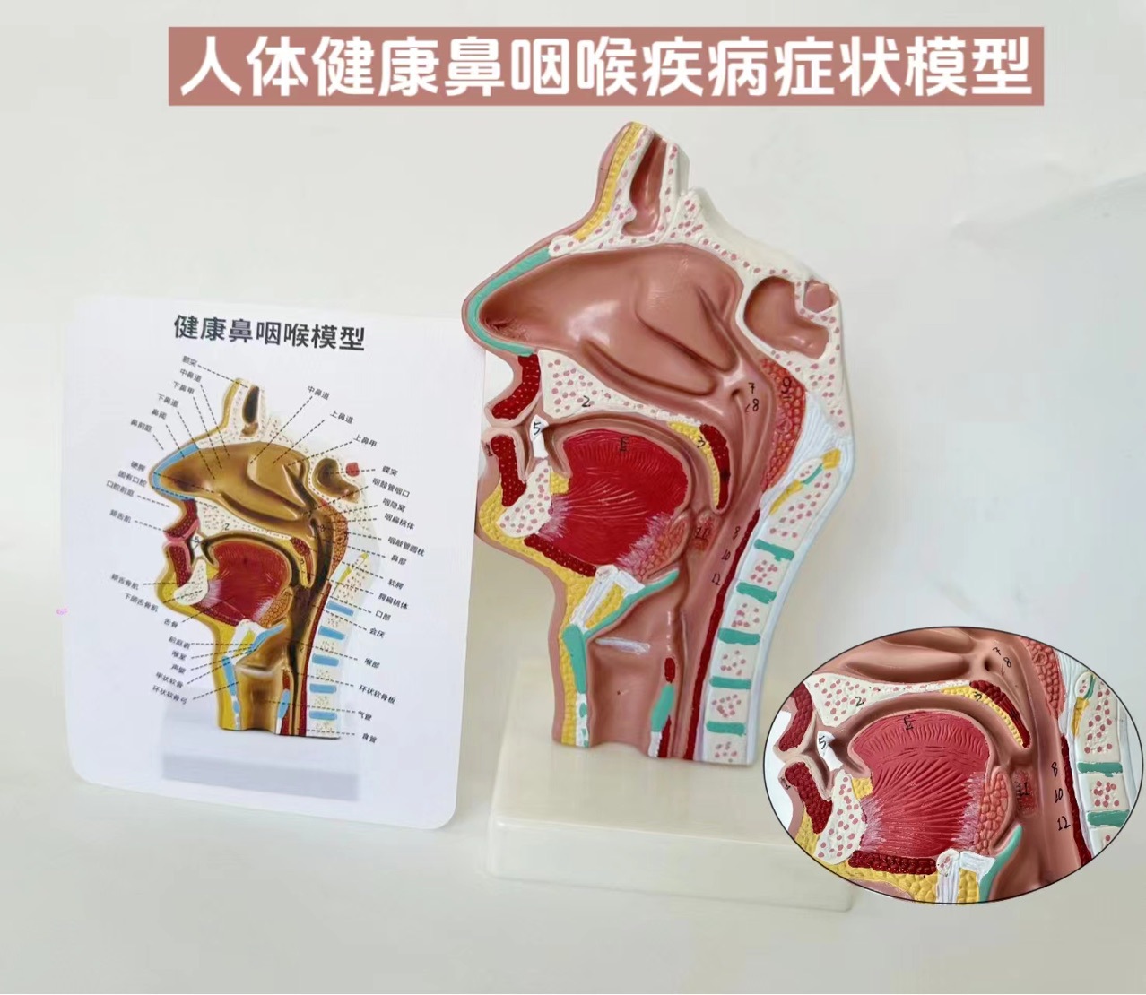 Модель анатомии носа, модель носа, модель ЛОР, структура носа и горла