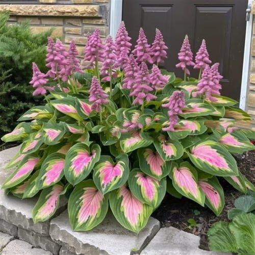 E-Commerce Purchase of Hosta Seeds, Cold-Resistant and Shade-Tolerant Perennial Hosta, White Crane Flower, and Hosta Flower Seeds