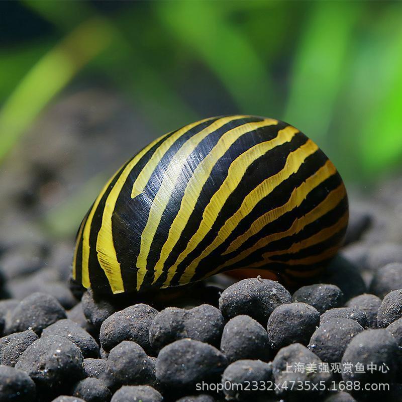 Декоративная улитка яблоко, загадочная желтая улитка, золотая зебра, инструмент для очистки, черная королева, арбузная улитка, очистка водорослей, живая улитка
