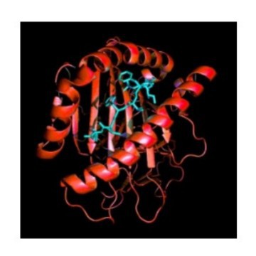 Beckman Coulter Biomek Genome Workstation Is Easy to Use, Simple to Operate, Has Good Results, Is Reliable and Stable