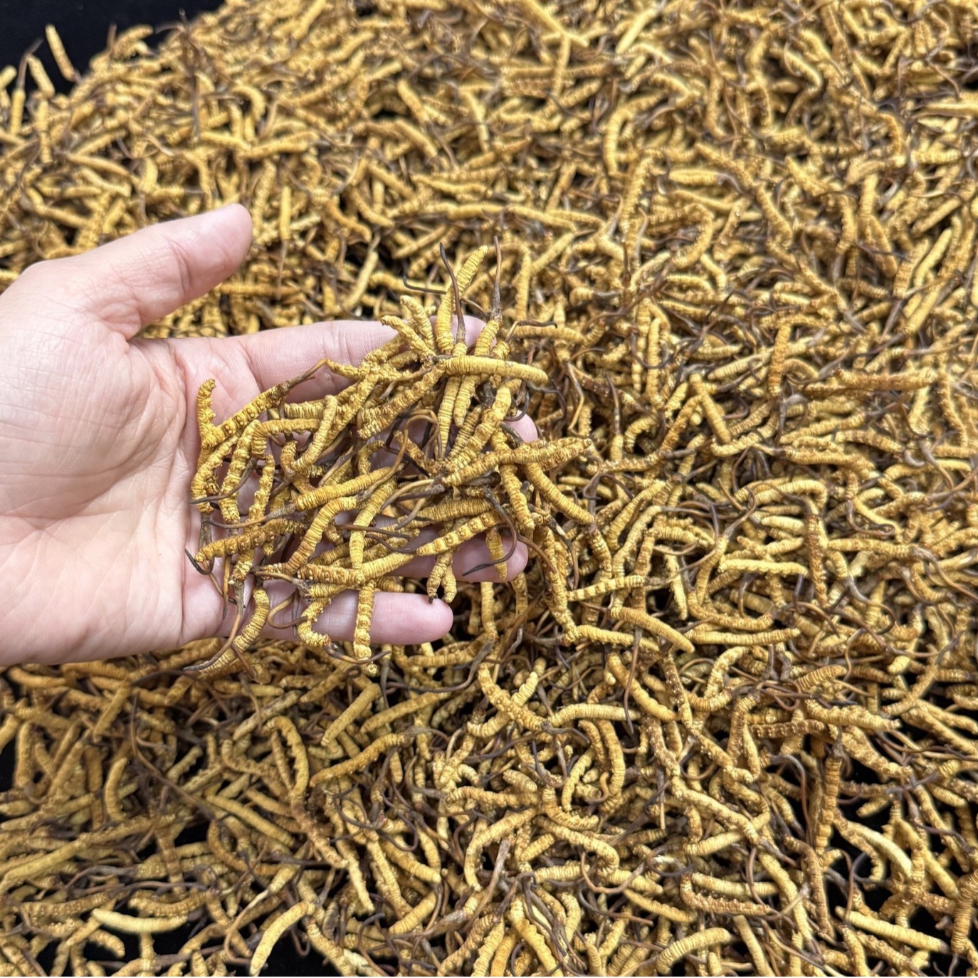 Xizang Nqur Cordyceps from High Altitudes, Fully Dried Cordyceps, Whole Goods, No Broken Cordyceps, Wholesale in Stock, Recruiting Agents