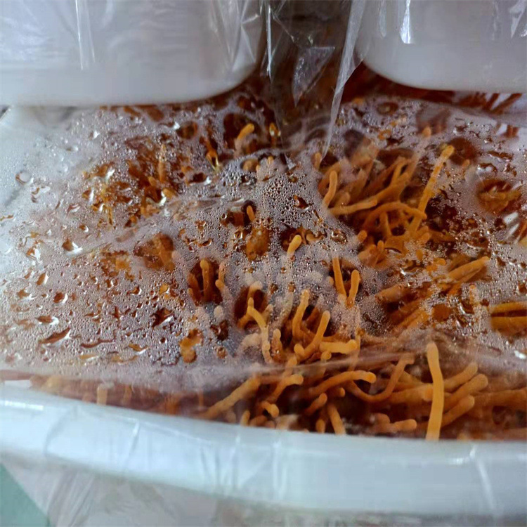 Cordyceps flower wholesale dry goods specialty new goods golden cordyceps dry price soup delicious cordyceps origin direct sales