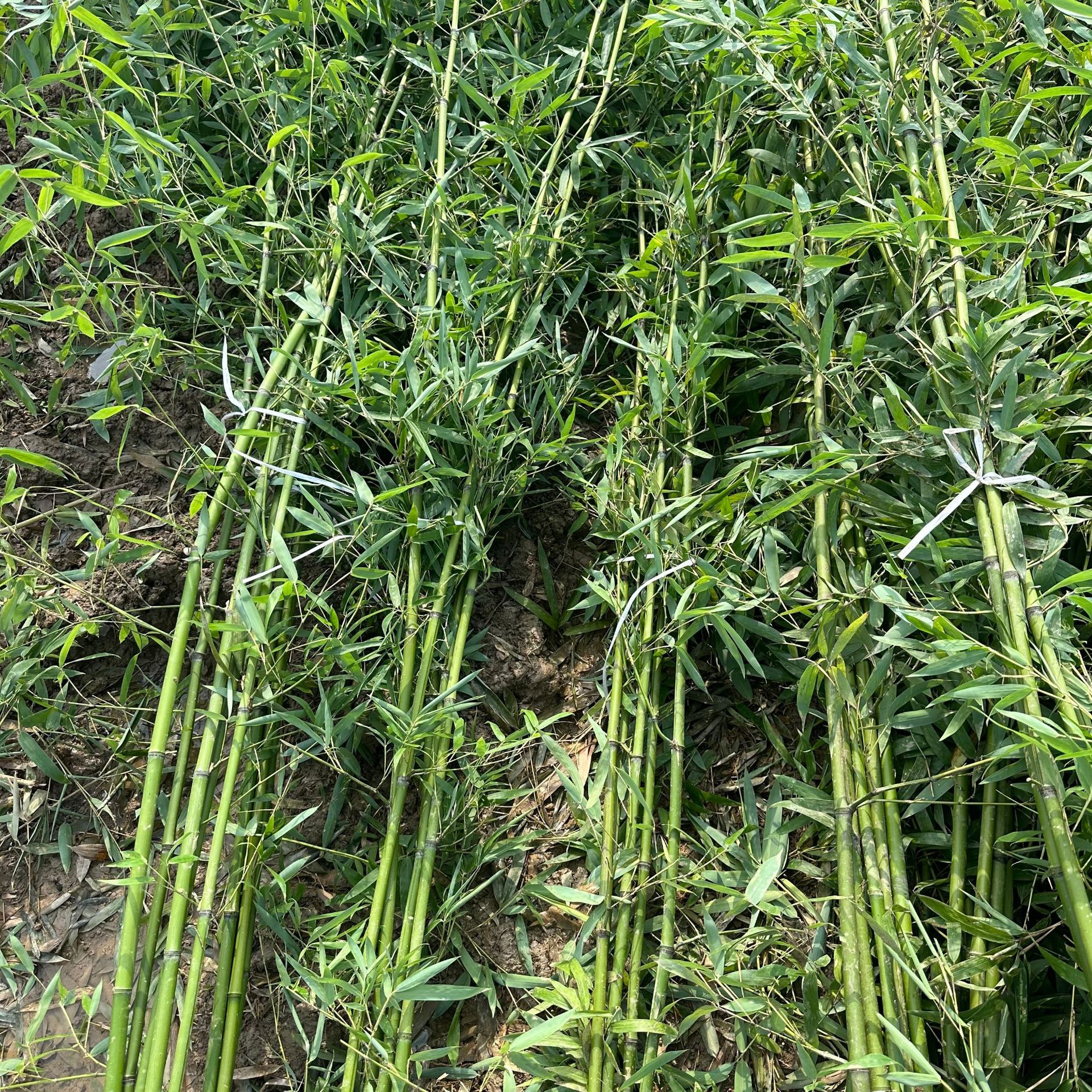 Green Bamboo Seedlings, Jujube Orchard Bamboo, Light Green Gold Inlaid Jade, Bitter Dragon Scale Gold Inlaid Jade Bamboo Seedlings, Gold and Jasper Bamboo Plant Saplings