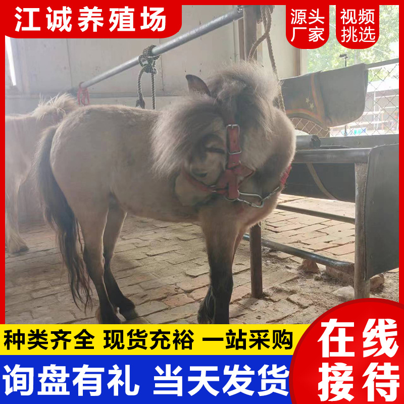 Domestic Pets Ride on Ponies, Breeding Farms Sell and Rent Adult Shetland Ponies, Recycle Ponies