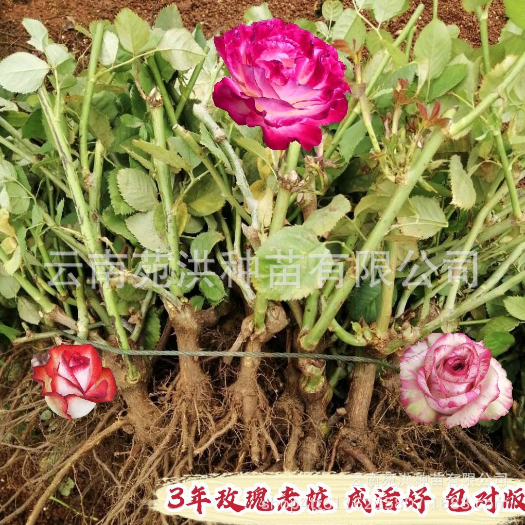 Юннань, дропшиппинг, старые саженцы роз, цветы саженцы 2-3 года, проект озеленения, крупные саженцы оптом круглый год