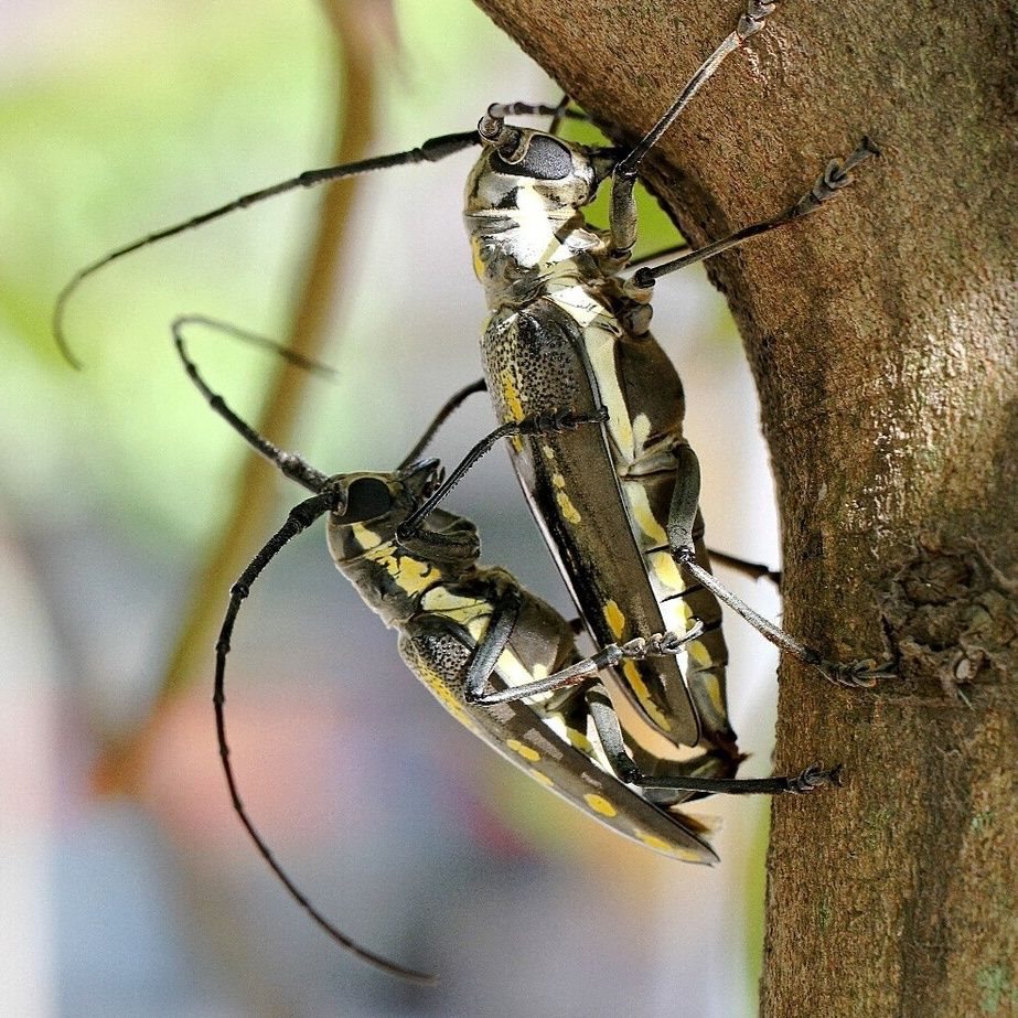 Живой насекомый жук, ползучее животное с белыми полосами, легко кормить на ивовой коре, безопасный ящик для разведения
