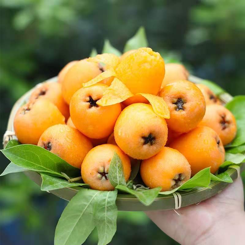 Sichuan Loquat Direct from the Place of Origin, Seasonal Fruit, Mi Yi Loquat, Free Shipping Via Sf Express, Fresh Fruit Loquat, One-Piece Dropshipping