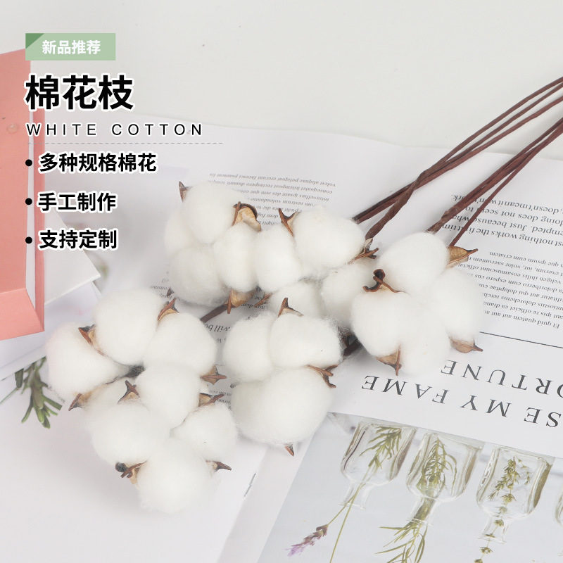 White Single Iron Cotton Immortal Flower Natural Artificial 4025 Cotton Decoration DIY Cotton Dried Flower Wholesale