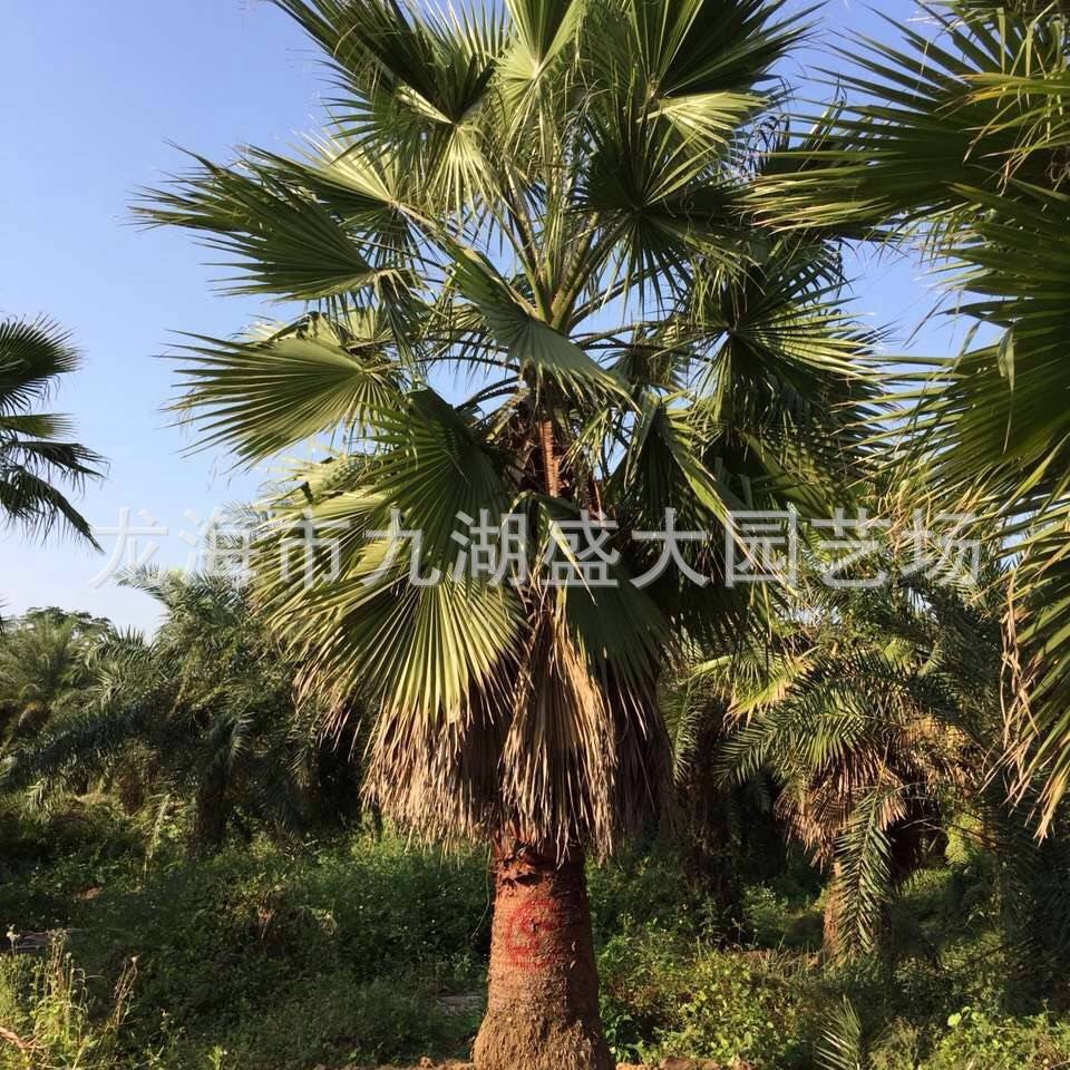 Zhejiang Old Man's Palm Quote Jiangsu Washington Palm Jiangxi Old Man's Palm Price Shanghai Huazhou Wholesale
