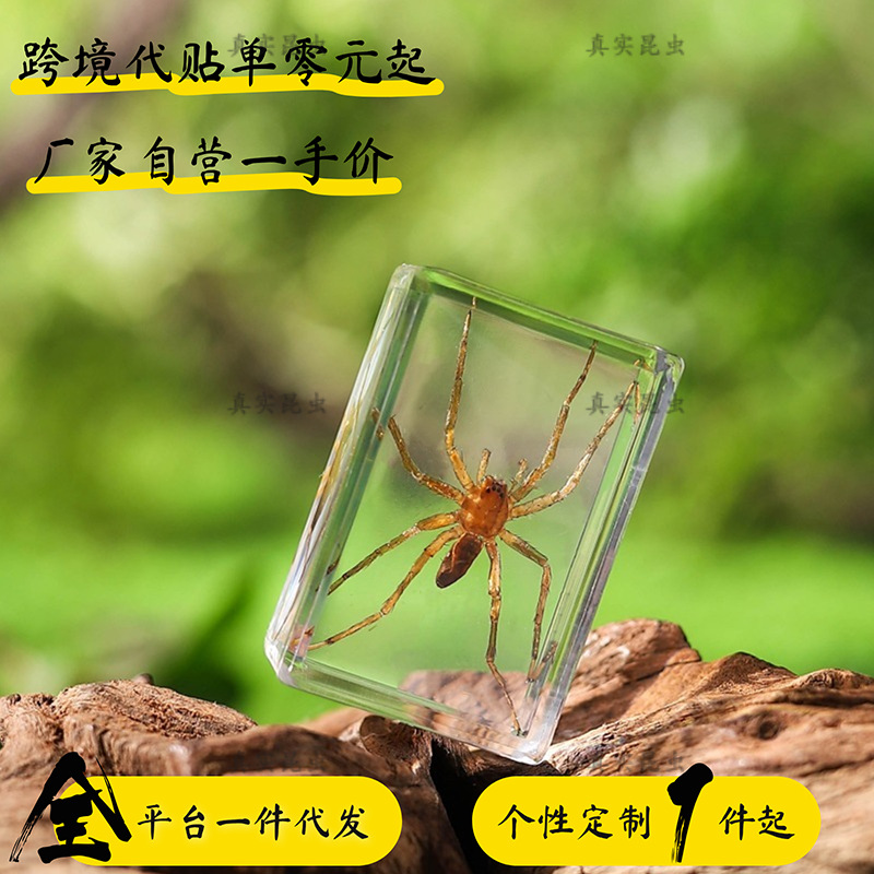 Насекомые в искусстве: жук, скорпион, золотая черепаха, паук - биологическое образование, нишевые подарки, смоляные украшения