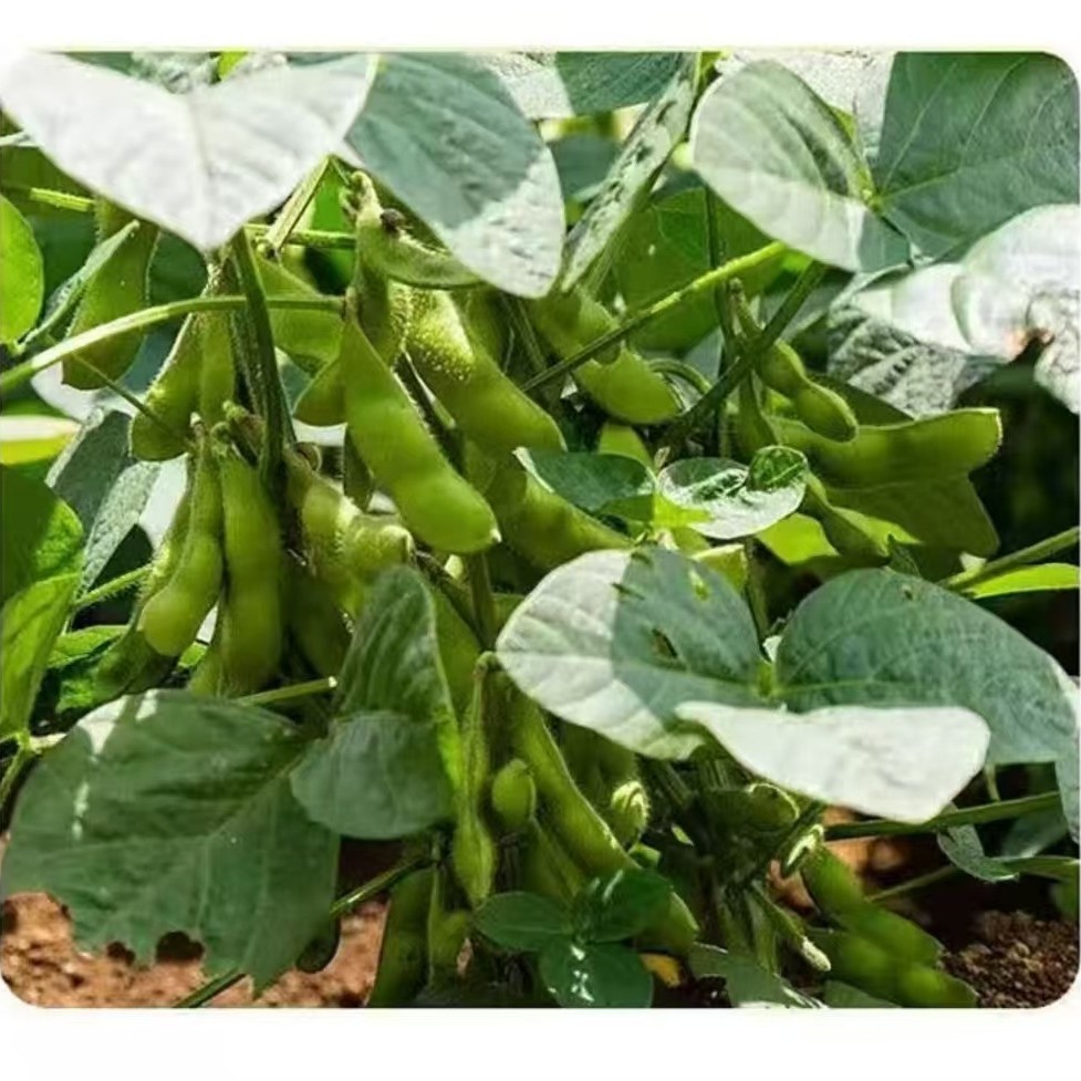 Frozen and Freeze-Dried Edamame Beans from Japan, 500g Bag, Guangzhou Runlue Wholesale, Ready-To-Eat, Japanese Style