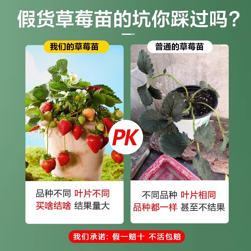 Four-Season Strawberry Seedlings, Red Cream Strawberry Seedlings, Greenhouse Planting Strawberry Potted Plants, New Seedlings with Soil Fruit Seedlings in the Same Year