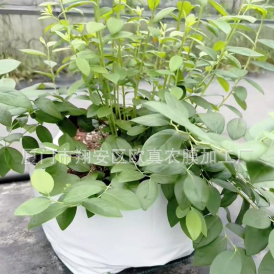 Сумка для посадки голубики, сумка для культивации субстрата голубики, сумка для рассады, прочная и утолщенная