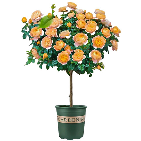 Juice Balcony Rose Garden Potted Plant with Buds and Seedlings Blooming in All Seasons Rose Saplings Old Pile Rose Florals