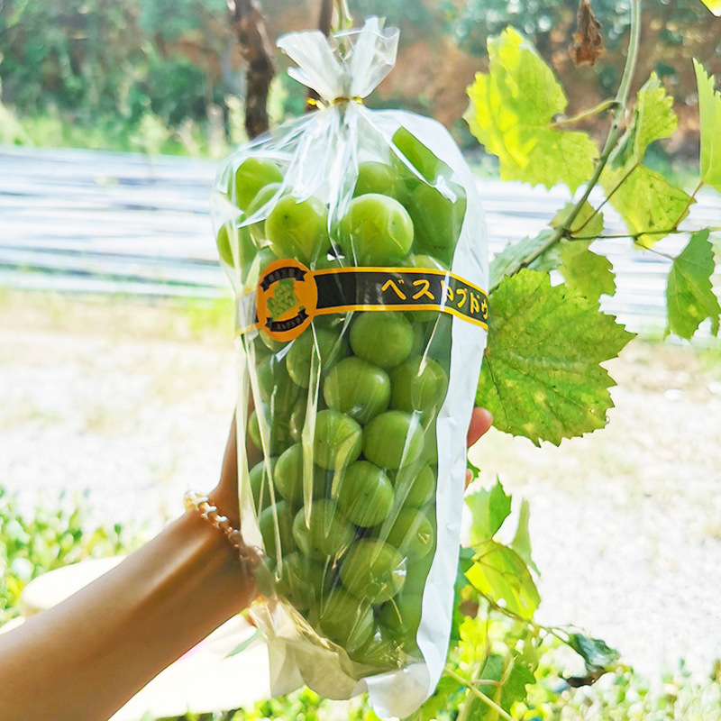 Sunshine Rose Grape Packaging Bag Transparent Anti-Fog Sunny King Grape Packaging Bag Paper and Film Integrated Fruit Bag