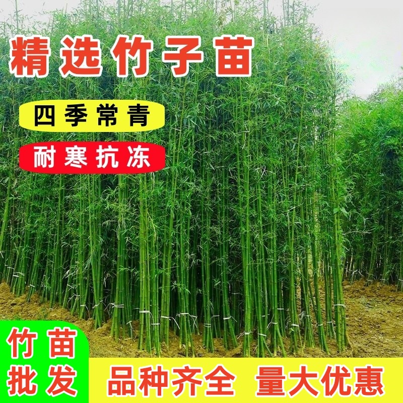 Bamboo Seedlings, Courtyard Evergreen Bamboo, Green Bamboo, Purple Bamboo, Luohan Bamboo Seedlings, Northern Outdoor Cold-Resistant Wall Saplings