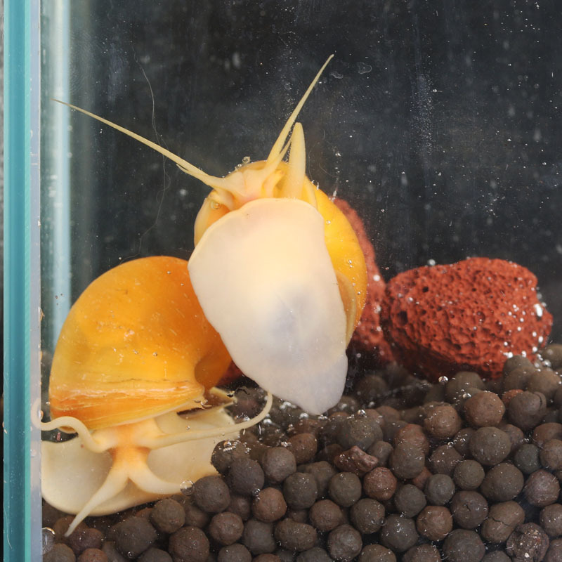 Apple Snail Algae Removal Snail Fish Tank Cleaning Tool Snail Algae Removal Pet Snail Turtle Zebra Doghead Fish Live Feeding Pet