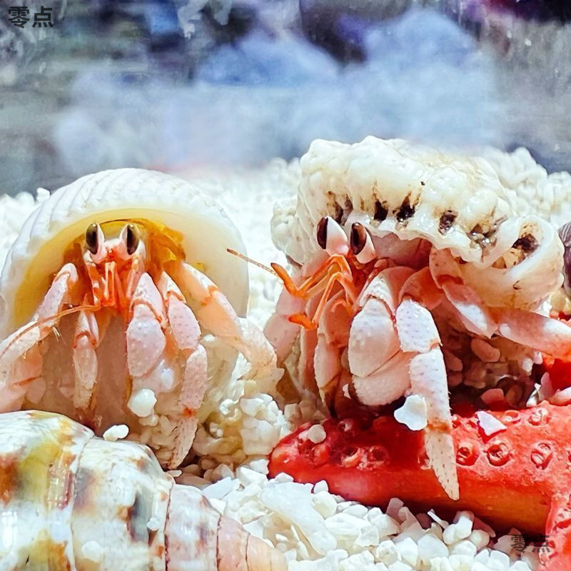 Easy-To-Raise Pet Crabs for Beginners: Hermit Crabs, Small Bean-Shaped Hermit Crabs, Freshwater Crawling Pets, Tank-Friendly Mini Crabs for Lazy Enthusiasts