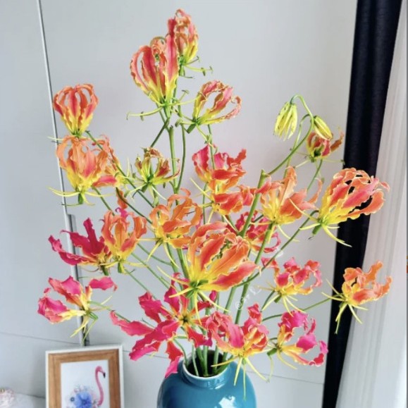 Galanthus Seeds Red Yellow Seeds Flower Seeds Florals Galanthus Flame All Year Round Flower Florals Wholesale