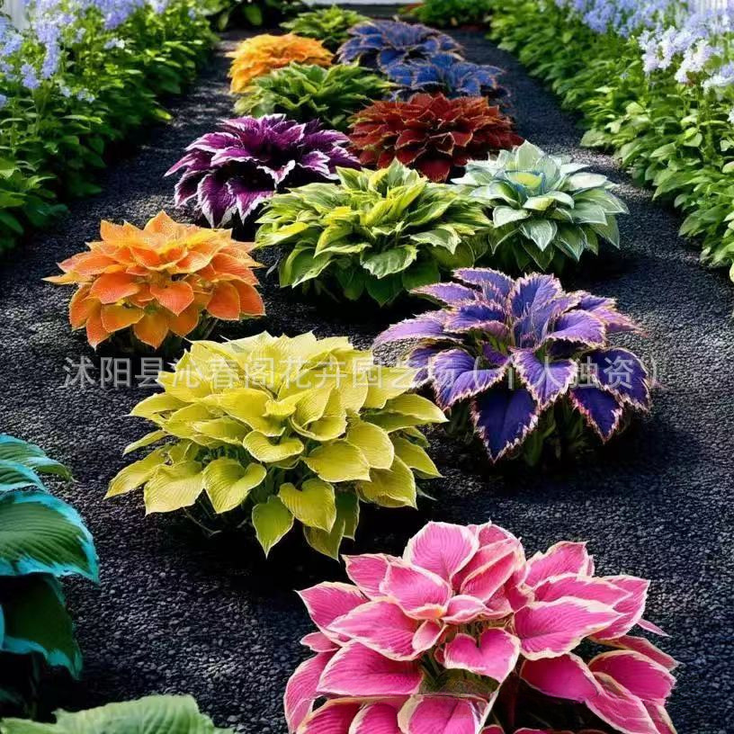 [Cross-Border Supply] Colored Leaf Jade Hairpin Flower Seeds, Jade Flower Seeds, Potted Flower Seeds, White Crane Flower Jade Flower Seeds