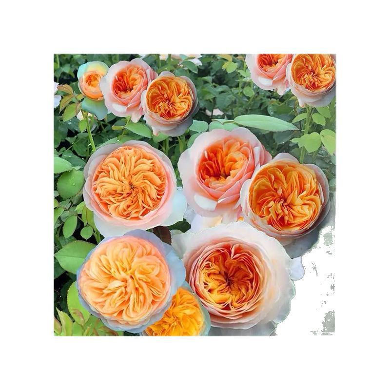 Shrubs, Rose Flowers, Courtyard Balcony Potted Plants, Four-Season Blooming Rose Seedlings, Can Be Mixed with Other Flowers