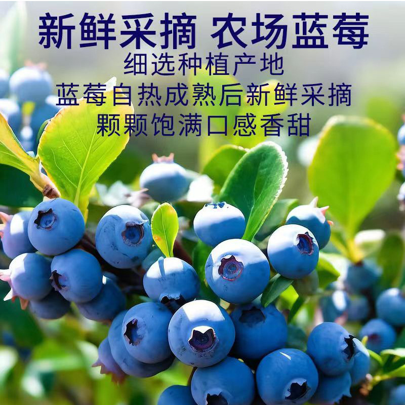 Blueberry Jam Fat Toast Home Breakfast Spread Bread Baking Cake Special Bottle