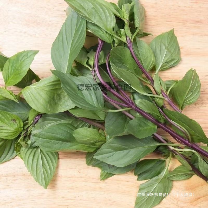 Yunnan Wild Basil Leaves, Basil, Golden Mustard Spices, Fresh Dai Flavor Seasoning, Golden Basil 100g, Free Shipping