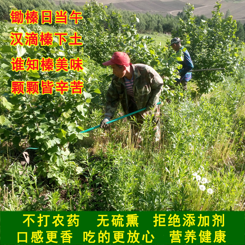 Baishi Zhenqing northeast specialty new products do not open original flavor 500g dried fruit fried nuts wholesale jade pendant hazelnut