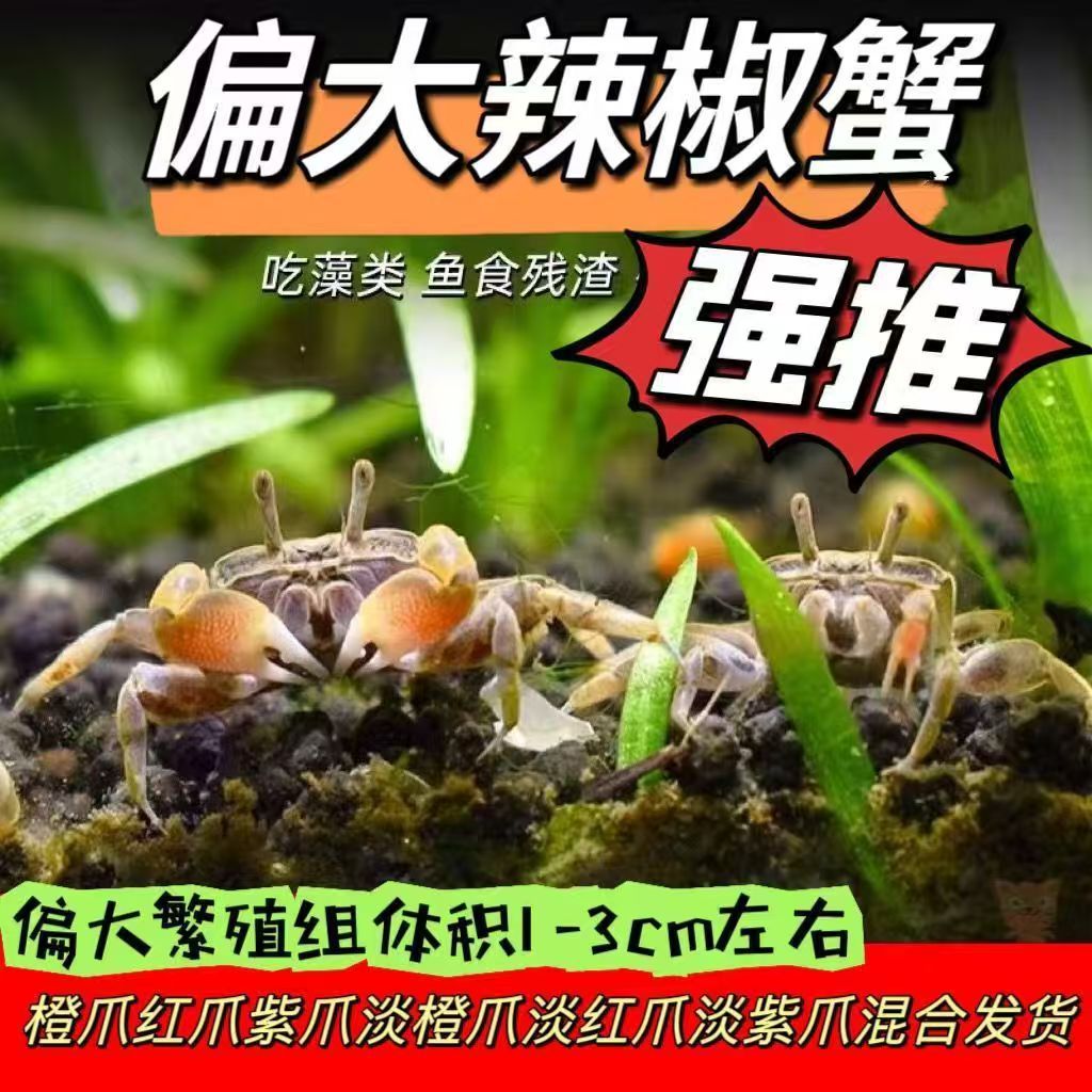 Small Crab Ornamental Crab Pet Crab Freshwater Fish Tank Algae-climbing Pet Eating Feces Cleaning Tools Deepwater Ornamental Crab